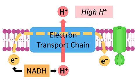 reactants of electron transport chain|8.15: Electron Transport Chain .